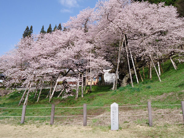 景色（臥龍桜）