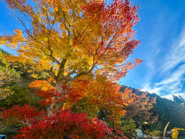 駐車場からの景色（紅葉）