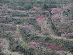 綾部山梅林