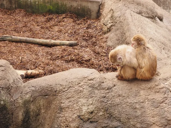 盛岡市動物公園 ZOOMO