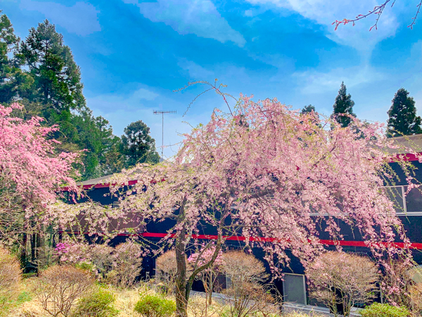 景観(春)