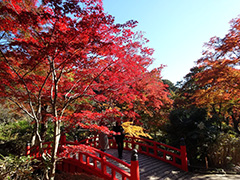 箱根ロープウェイからの紅葉