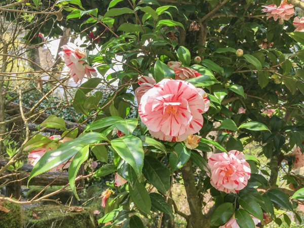 花（春）