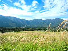 仙石原すすき草原