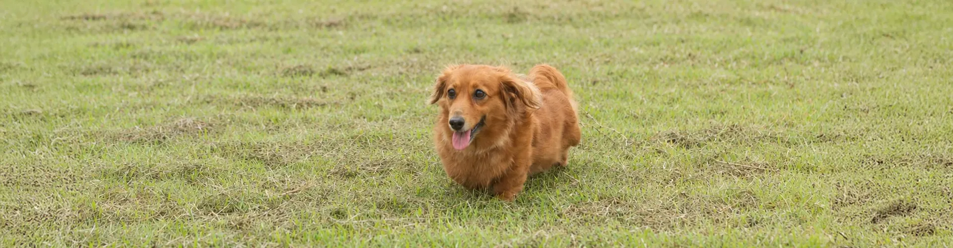 愛犬とご宿泊