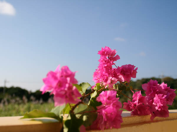 花