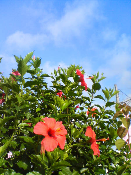 花