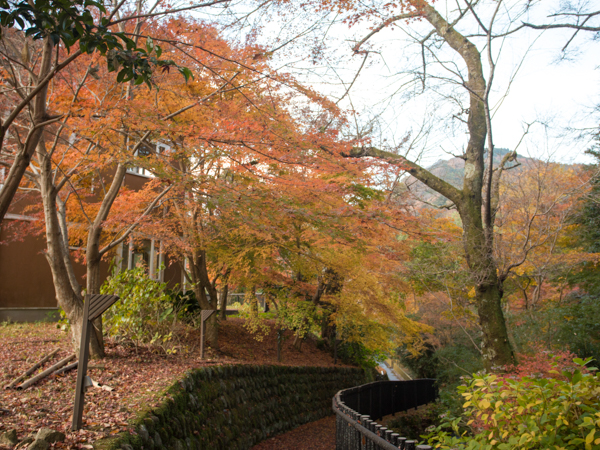 景観（紅葉）