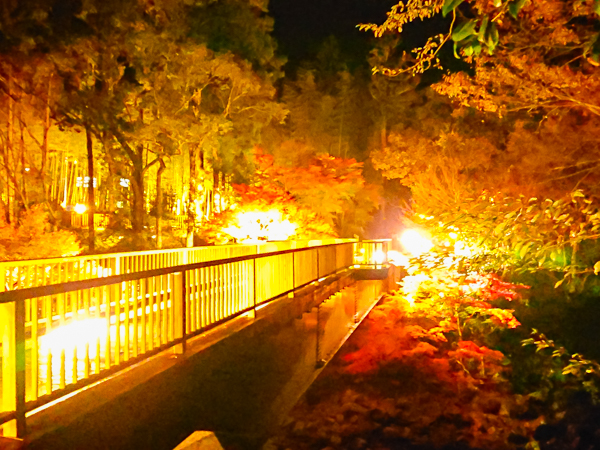 景観（紅葉：夜）