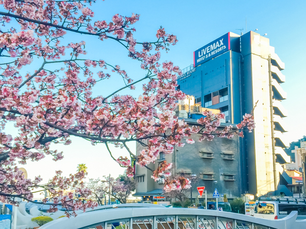 熱海桜とホテル
