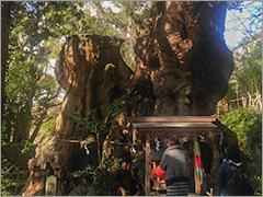 来宮神社　大楠