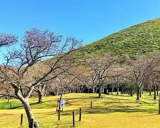 観光情報