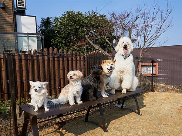 屋外 ドッグラン