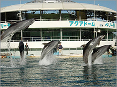 下田海中水族館