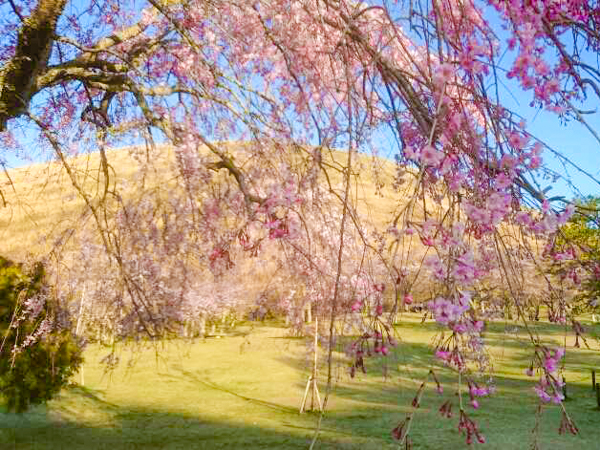 大室山としだれ桜