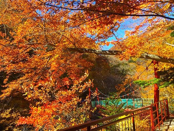 赤い吊り橋（秋）