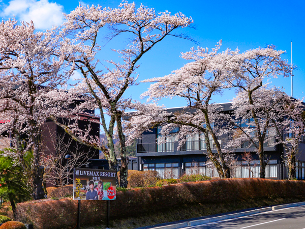 景観（桜）