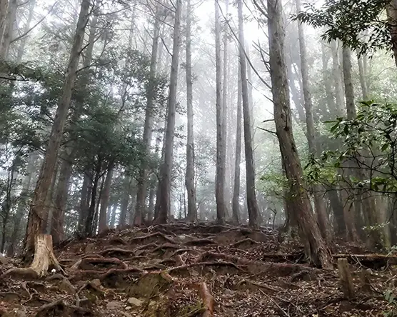 観光情報