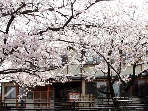 石和温泉桜通りの桜