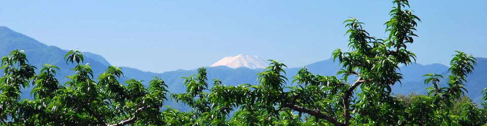 観光情報